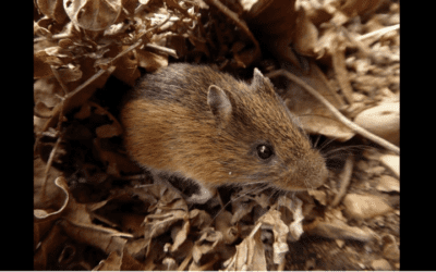 Native Animal of the Month: Pacific jumping mouse
