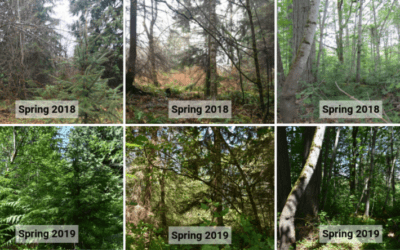 A Year in Restoration