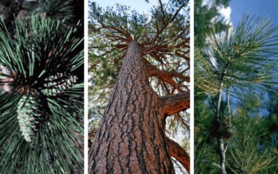 Native Plant of the Month: Ponderosa pine