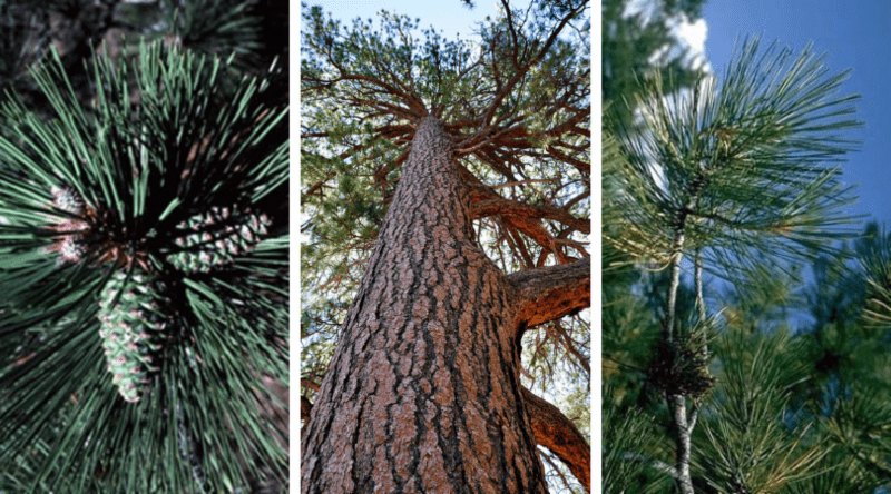 Native Plant of the Month: Ponderosa pine