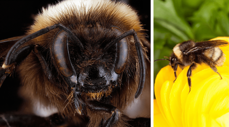 Native Animal of the Month: Western Bumblebee