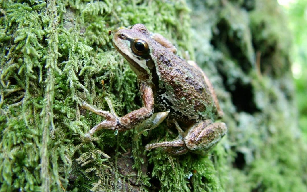 Guided Nature Walk: Amphibians