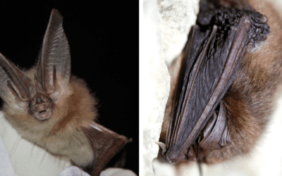 Native Animal of the Month: Townshed’s Big Eared Bat
