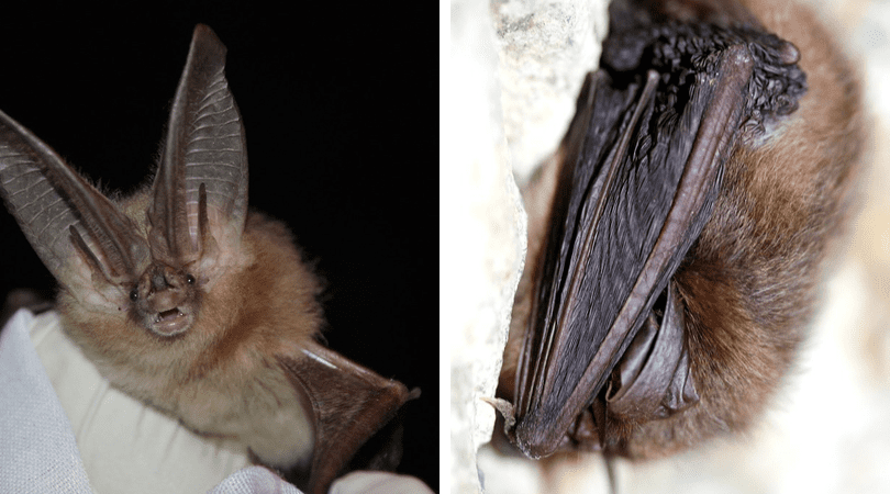 Native Animal of the Month: Townshed’s Big Eared Bat