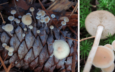 Native “Plant” (Fungi) of the Month: Conifercone cap