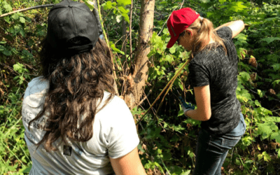 Restoration Happenings