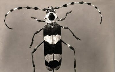 Native Animal of the Month: Banded Alder Borer