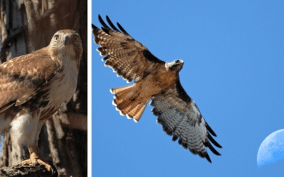 Native Animal of the Month: Red-tailed hawk