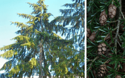 Native Plant of the Month: Western hemlock