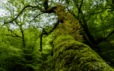 Preserve and Protect First