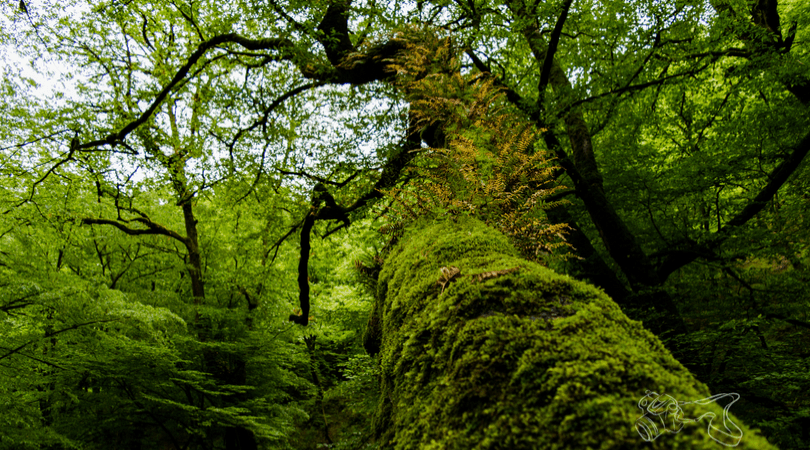 Guided Forest Meditation