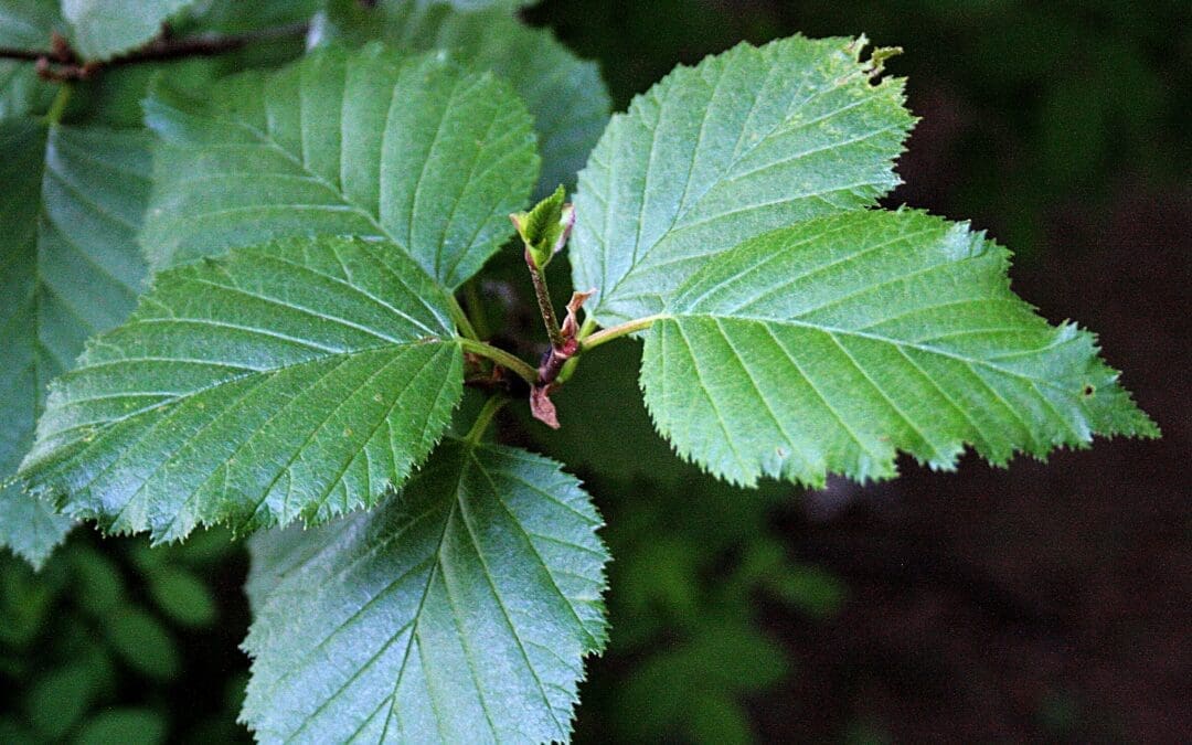 Native Plant of the Month: Sitka Alder