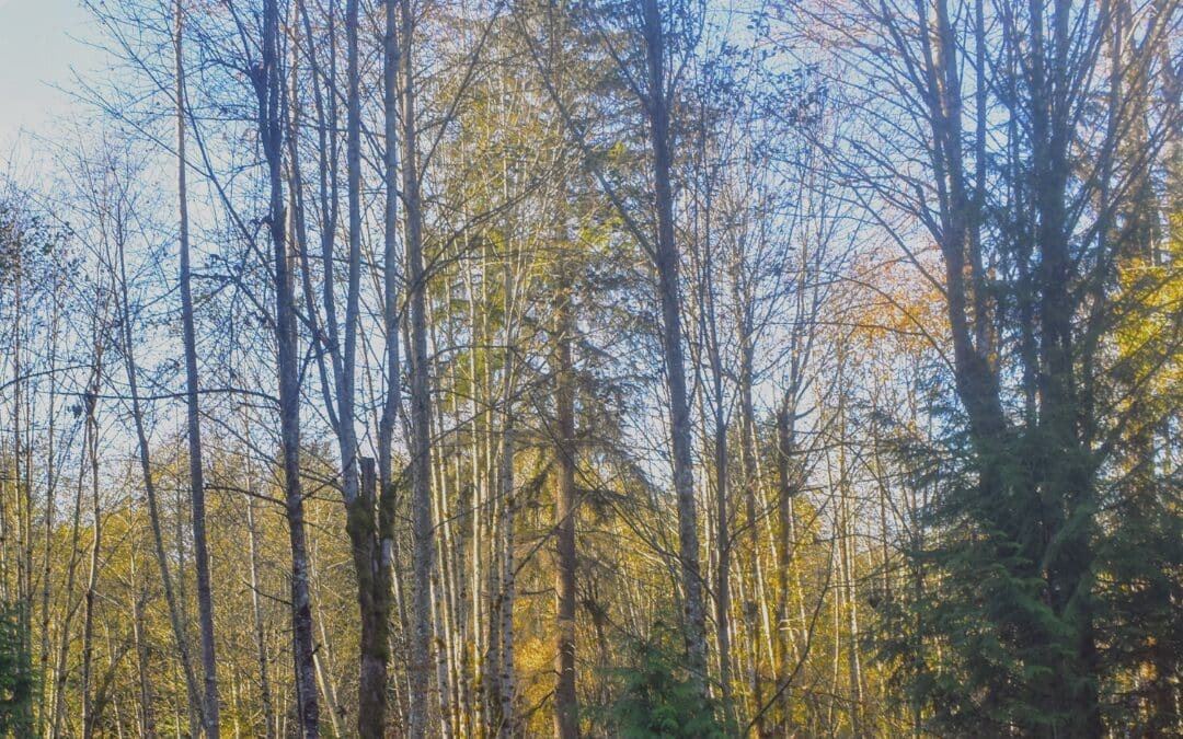 Guided Nature Walk: Tree, Shrub, and Mushroom Identification