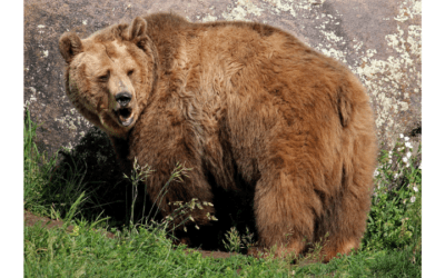 Living with Wildlife