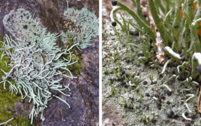 Native of the Month: Devil’s matchstick