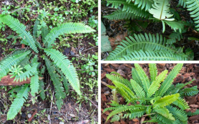 Native of the Month: Deer fern