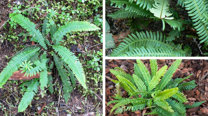 Native of the Month: Deer fern