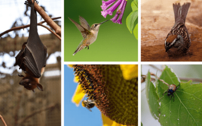 Pollinators: a flowering plant’s best friend