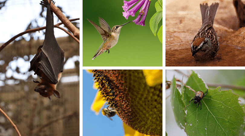 Pollinators: a flowering plant’s best friend