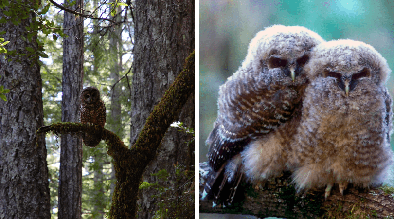 Owl Nests