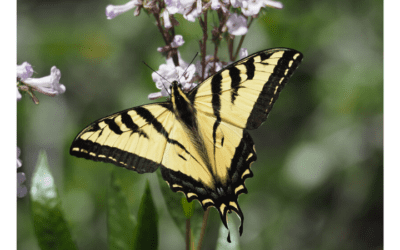 Native of the Month: Western tiger swallowtail