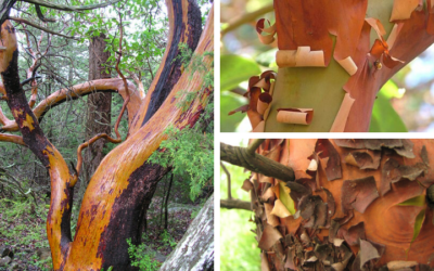 Native Plant of the Month: Pacific madrone
