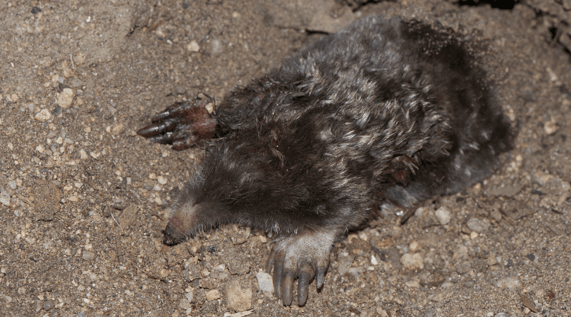 Native of the Month: Townsend’s mole