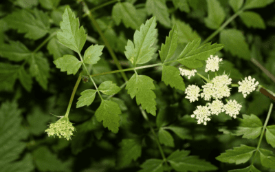 Native Plant of the Month: Pacific water parsley