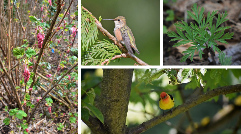 Native Plants for Pollinators and Wildlife