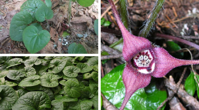 Native of the Month: Wild Ginger