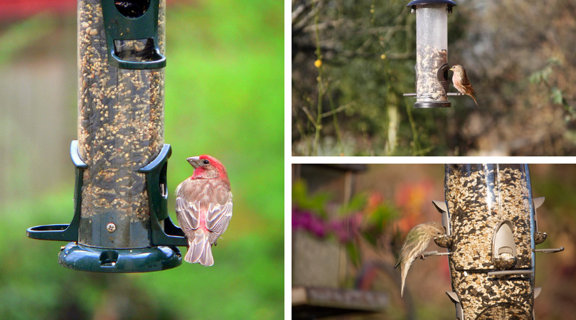 Bird Feeders – Dos and Don’ts