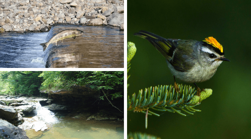 Salmon Increases Bird Abundance