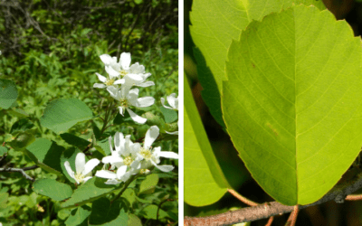 Native of the Month: Serviceberry
