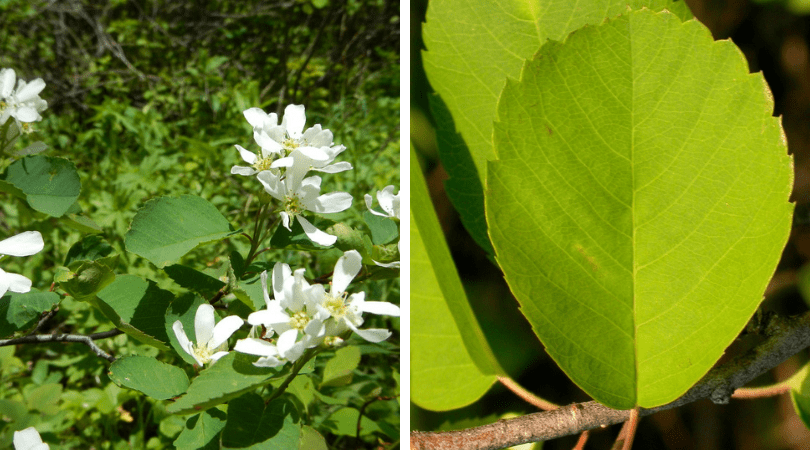 Native of the Month: Serviceberry