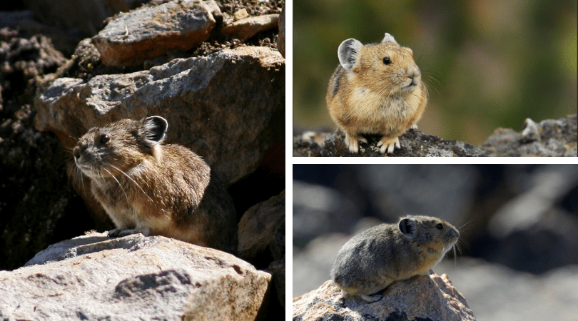 Native of the Month: American Pika