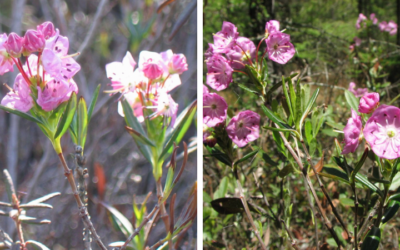 Native of the Month: Bog Laurel