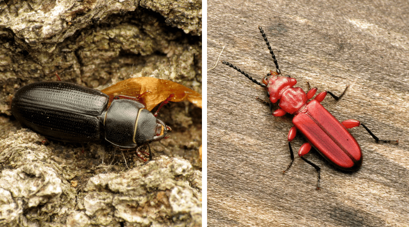 Native of the Month: Bark Beetles