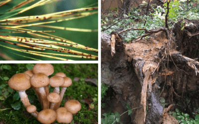 Pacific Northwest Native Tree Diseases