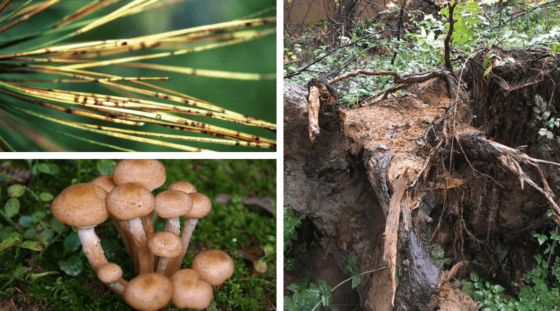 Pacific Northwest Native Tree Diseases