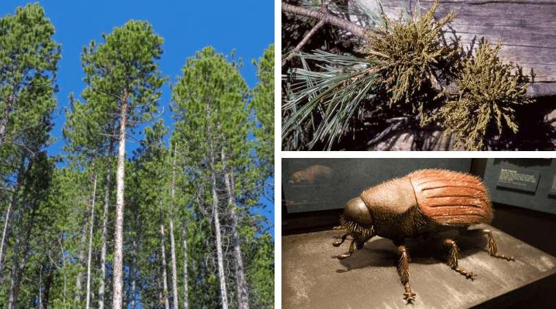 Effects of Dwarf Mistletoe on Lodgepole Pine Forests