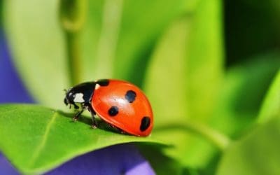Jumping Spider Responses to Color