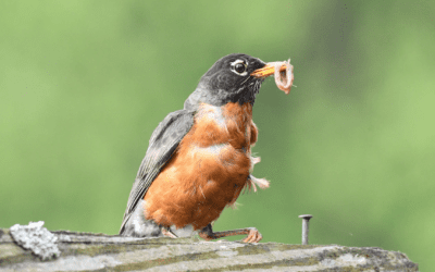 Migration and Ways Animals Survive Winter