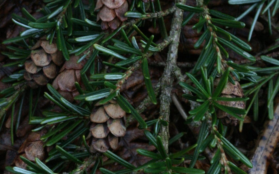 Native of the Month – Western Hemlock