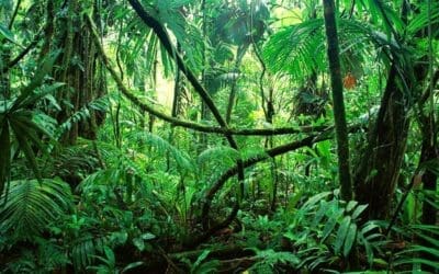 World Rainforest Day