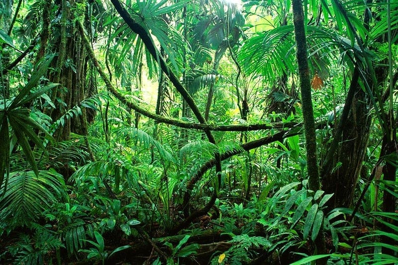 World Rainforest Day