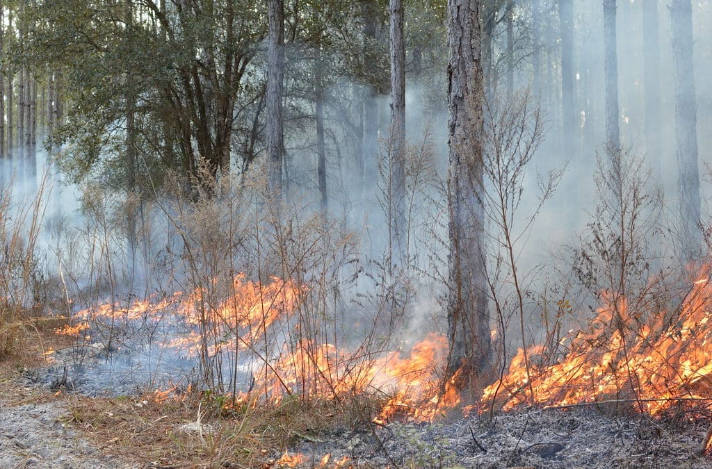 Wetlands Can Catch Fire??