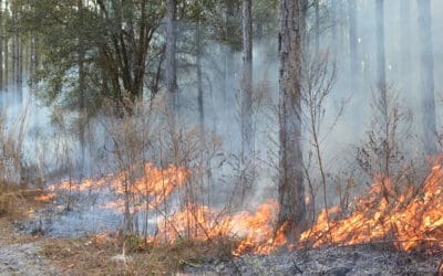 Wetlands Can Catch Fire??