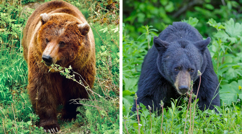 Grizzly and Black Bear Co-occurance