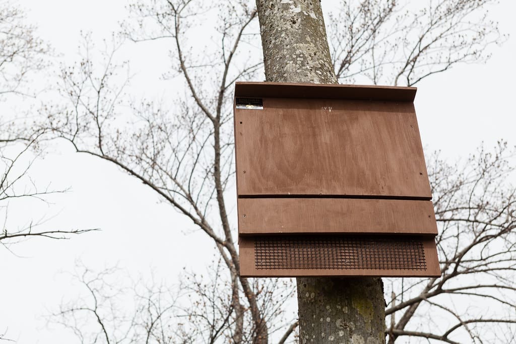 bat box building workshop, bats, bat houses