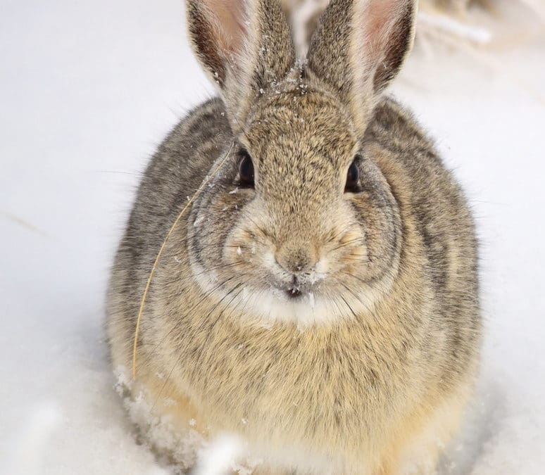 Native of the Month: Rabbits